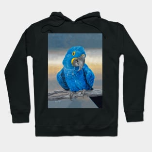 Hyacinth Macaw Hoodie